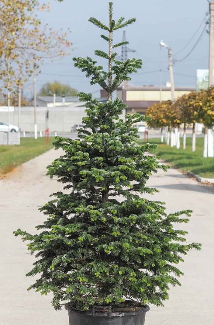 Купить пихта кавказская (нордмана) деревья и растения