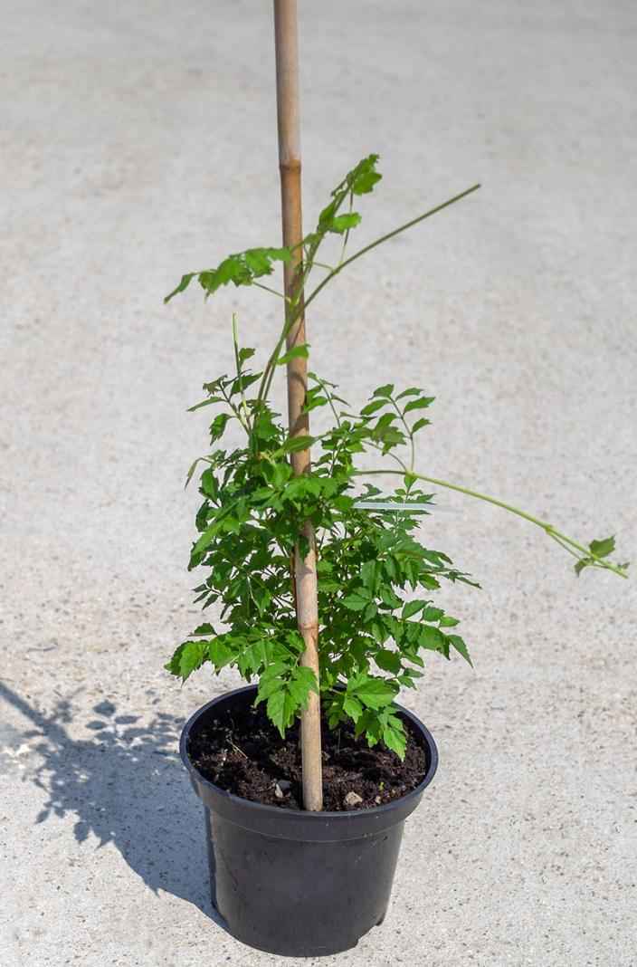 саженцы Кампсис укореняющийся Flava