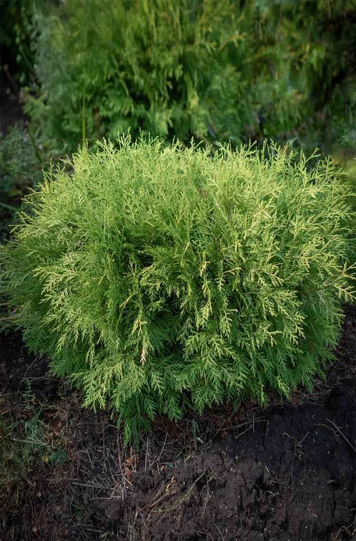 Купить туя западная selena деревья и растения