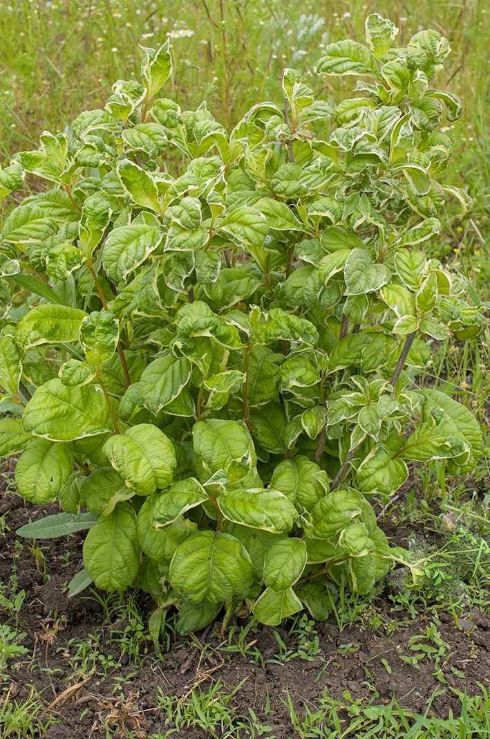 саженцы Вейгела цветущая Caricature