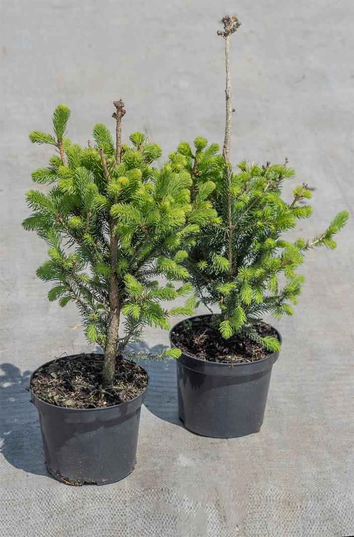 Купить ель колючая  cupressina деревья и растения