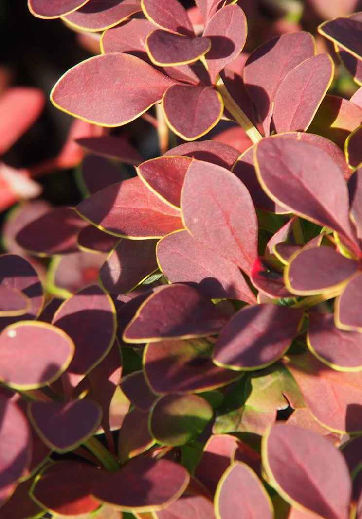 саженцы Барбарис Тунберга Golden Ring