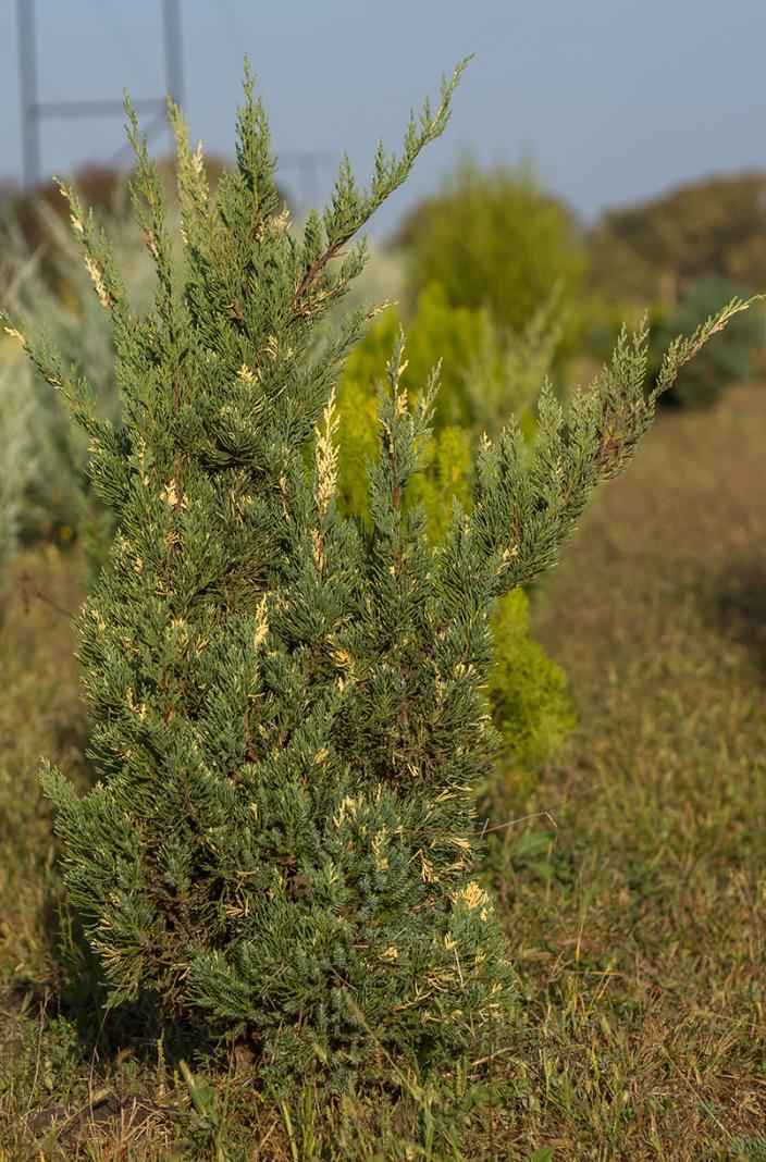 Купить можжевельник казацкий variegata деревья и растения