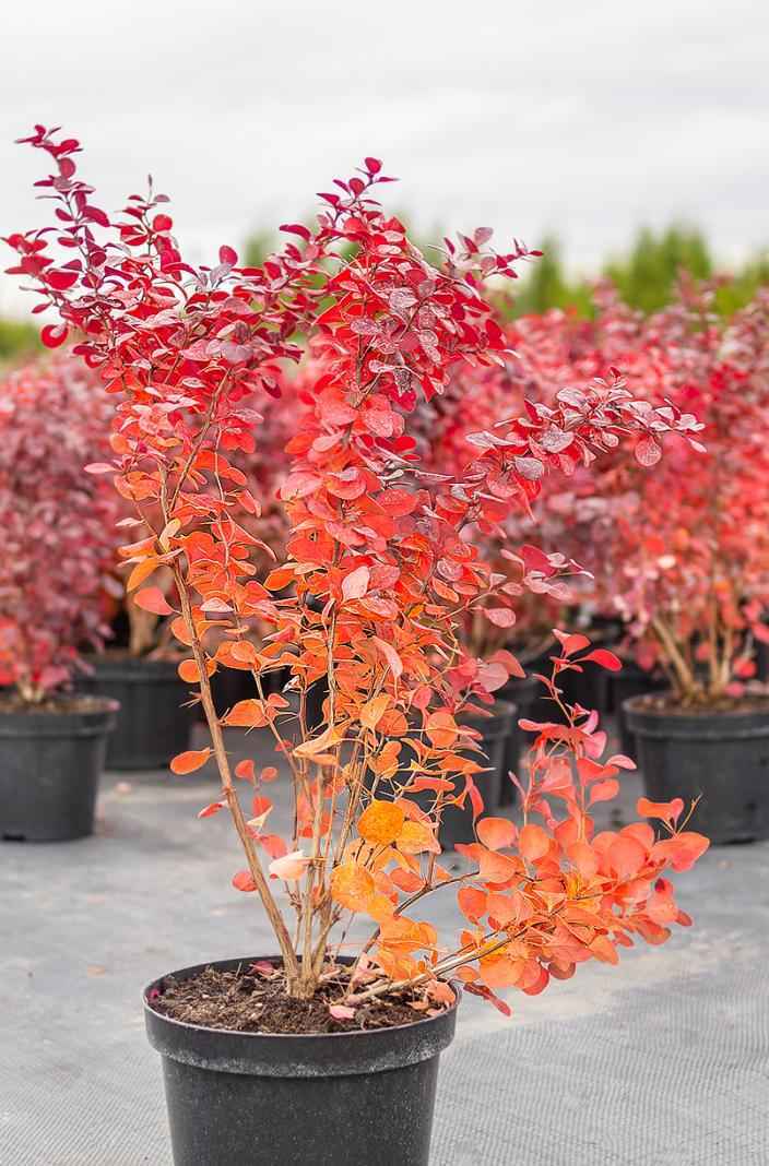 саженцы Барбарис Тунберга Atropurpurea