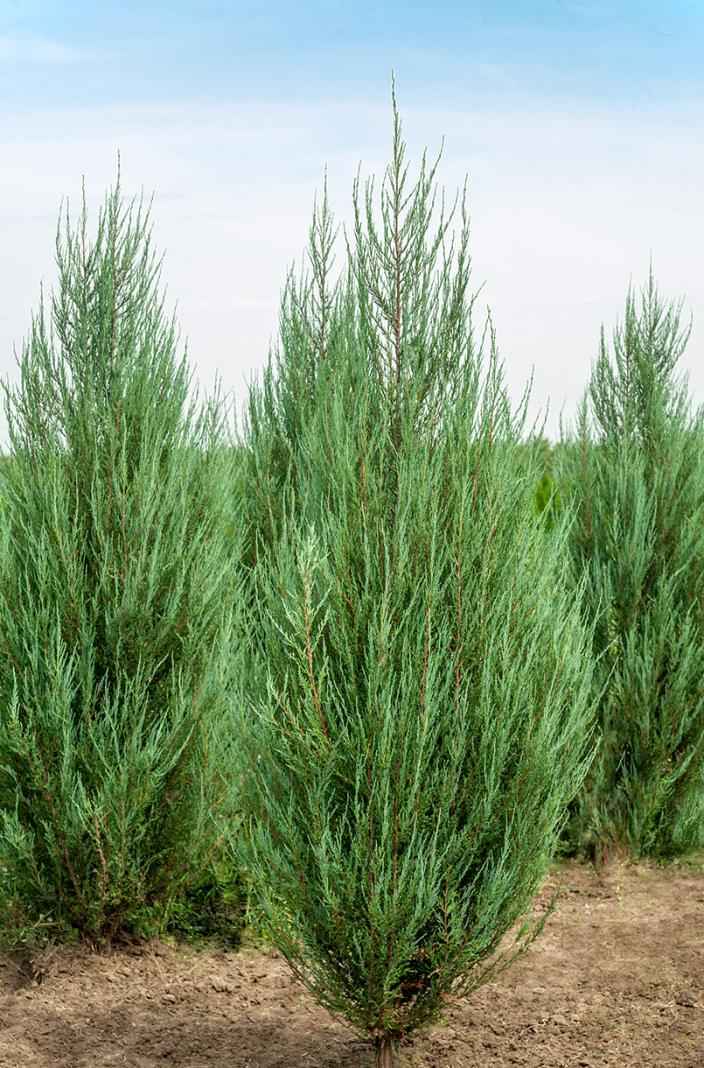Купить можжевельник скальный fischt деревья и растения