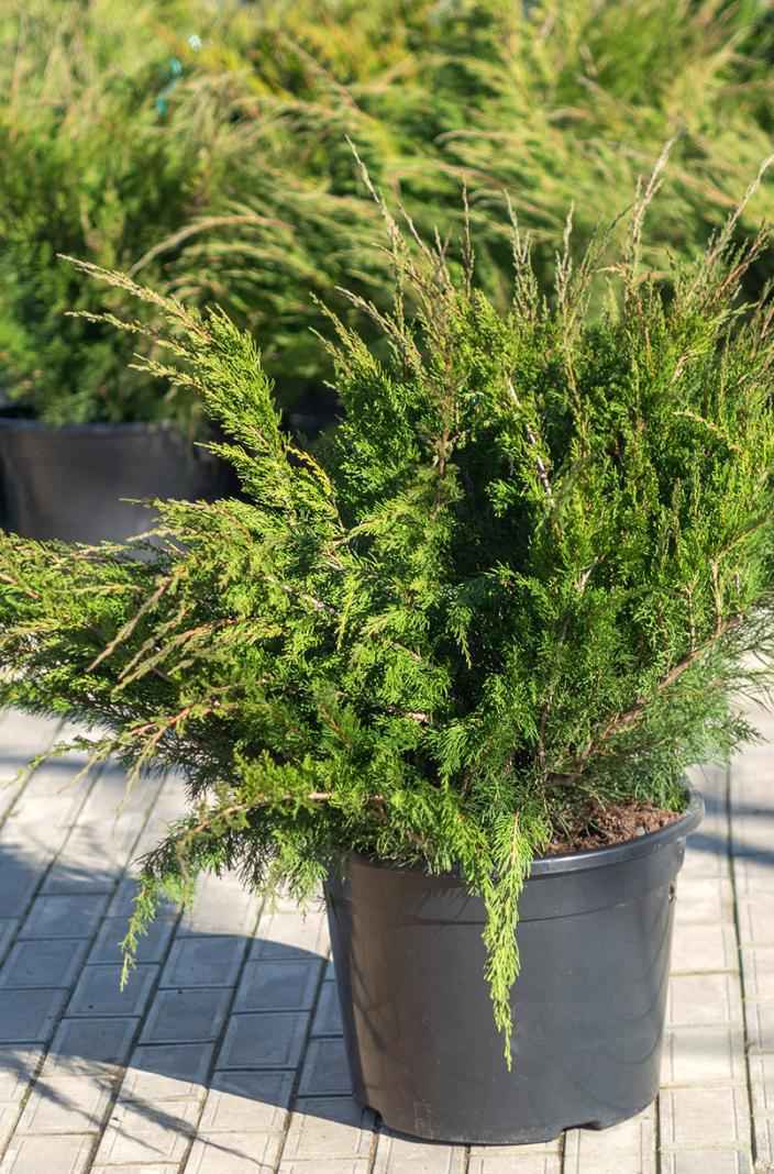 Купить можжевельник средний mint julep деревья и растения