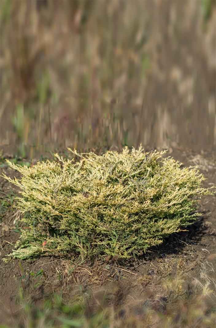 Купить можжевельник горизонтальный lime glow деревья и растения