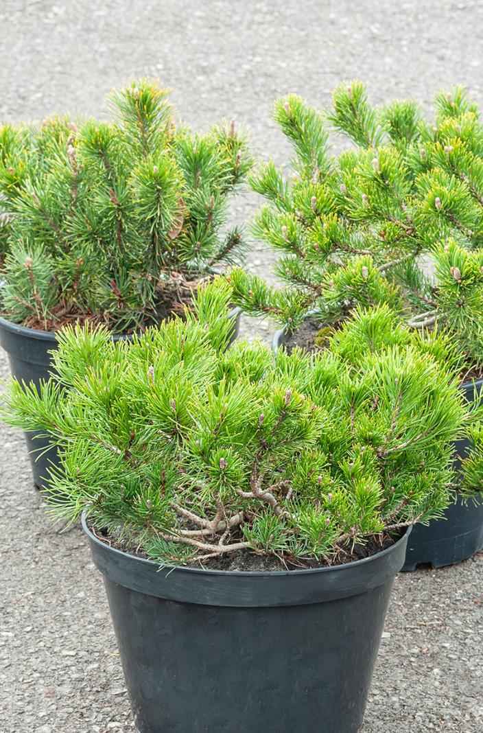 Купить сосна горная pumilio деревья и растения