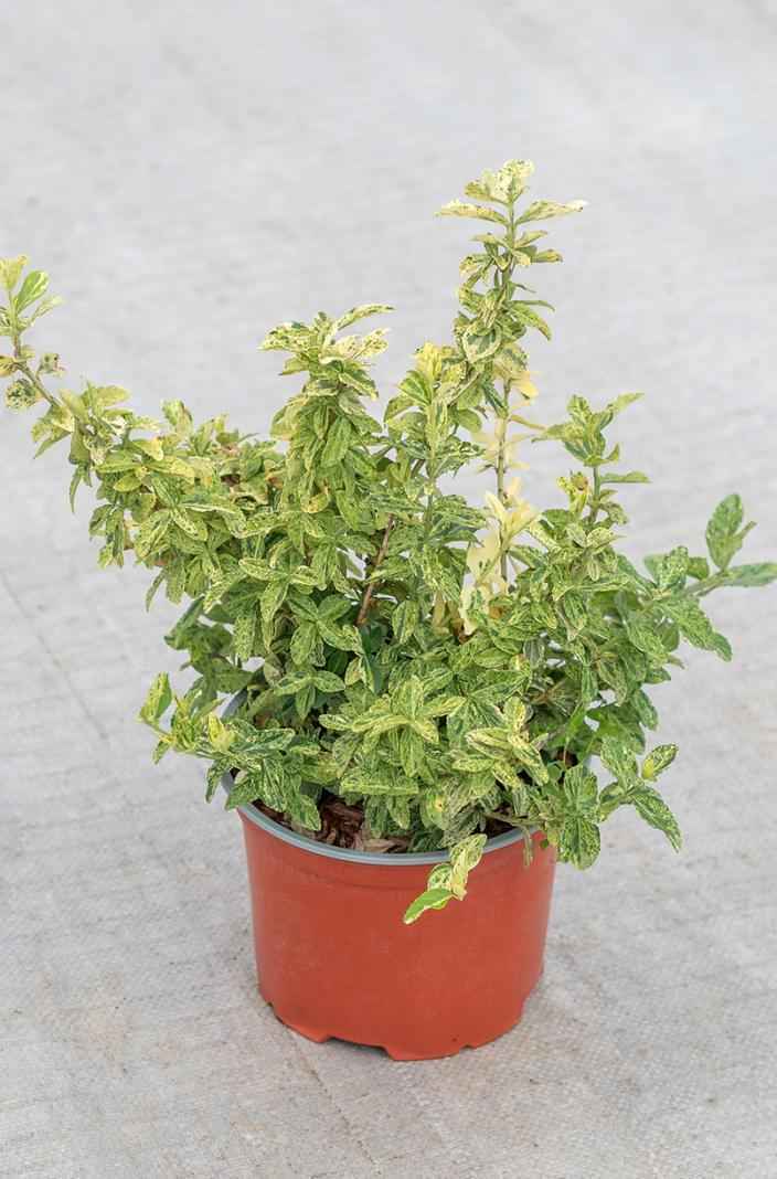 саженцы Бересклет Форчуна Golden Harlequin