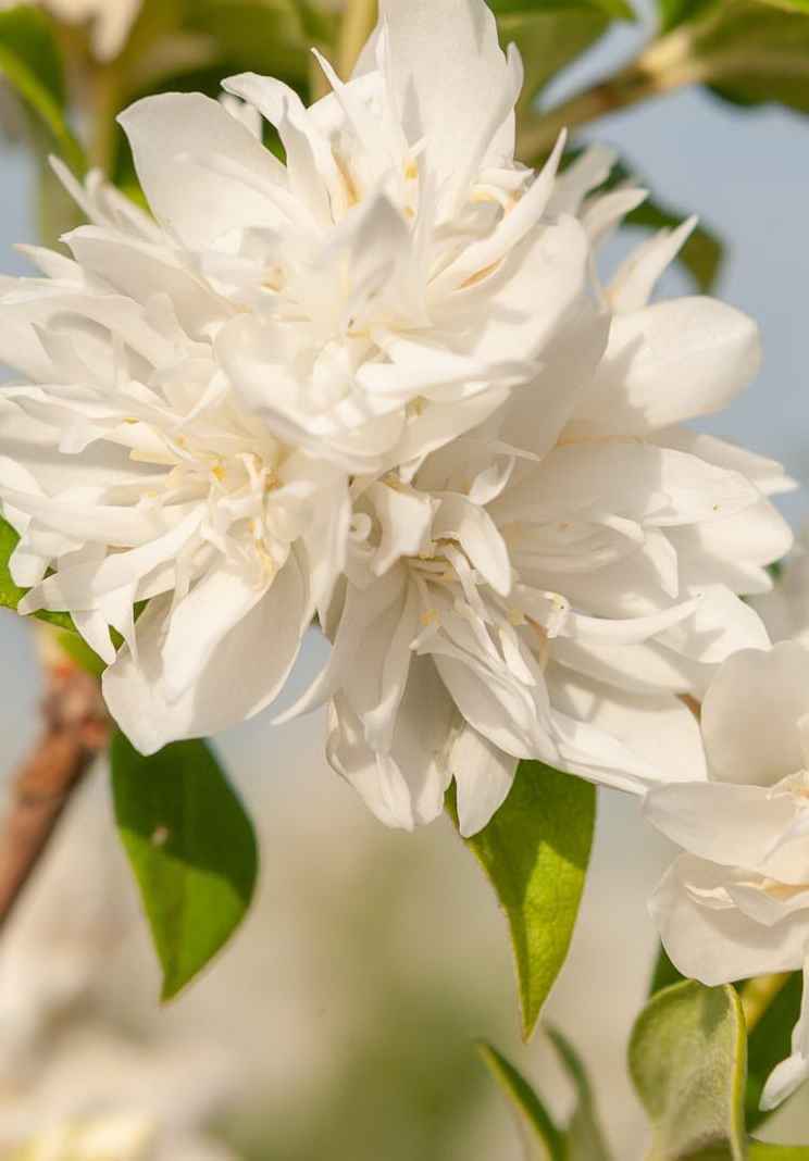 саженцы Чубушник Girandole