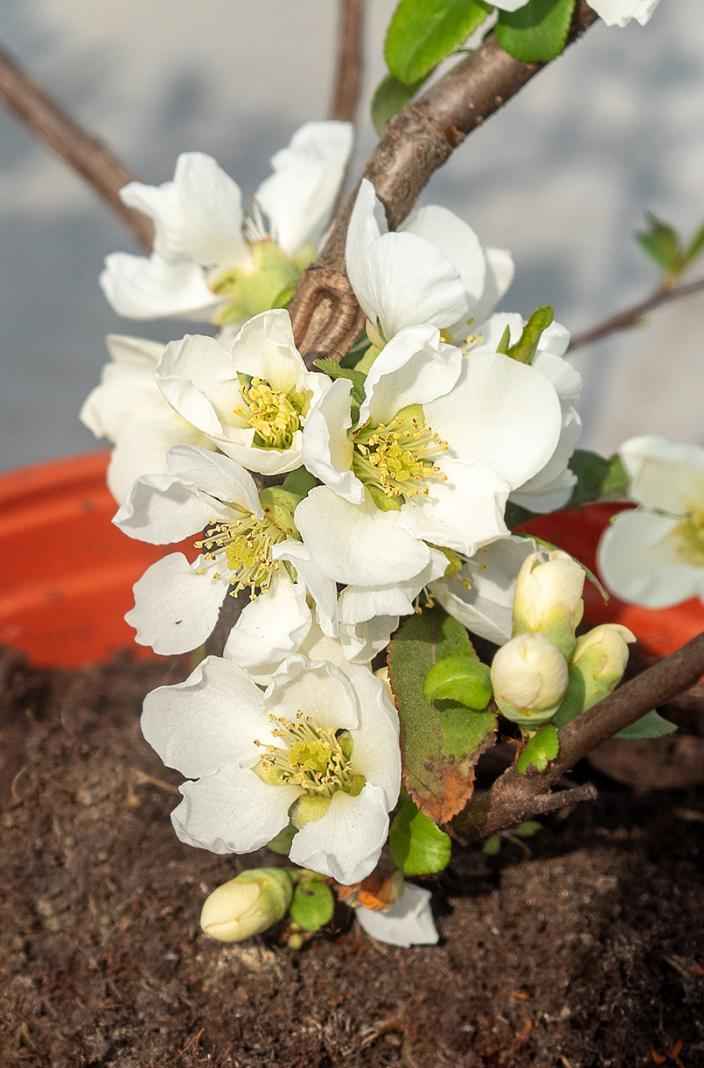 саженцы Хеномелис прекрасный Nivalis