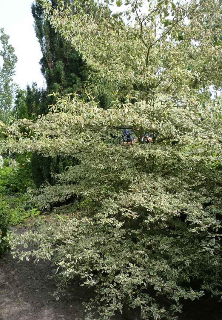 саженцы Дерен белый Argenteomarginata