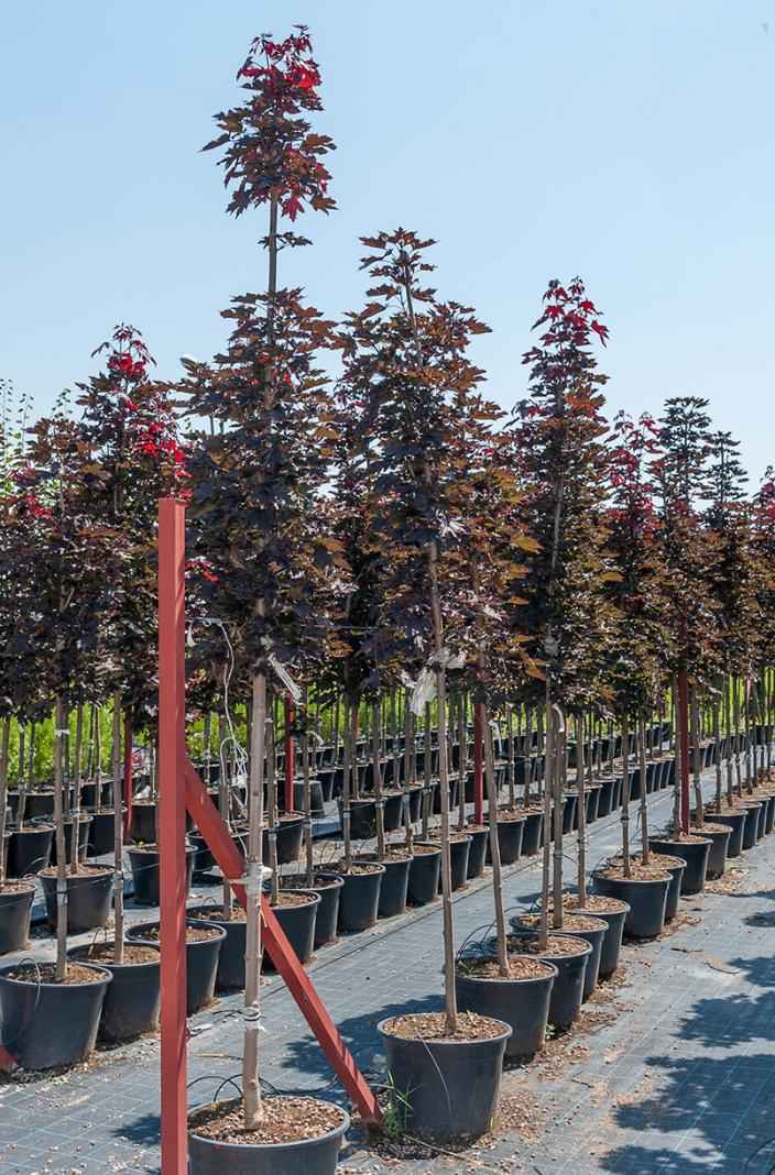 Саженцы клён остролистный crimson sentry