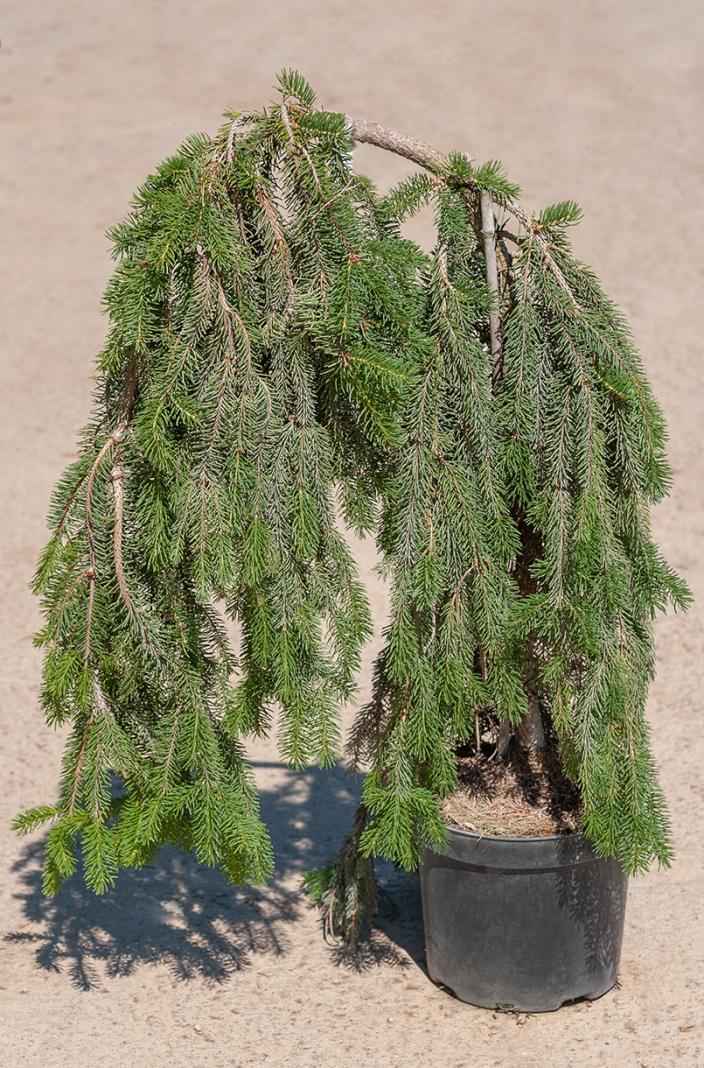 Купить ель обыкновенная frohburg деревья и растения