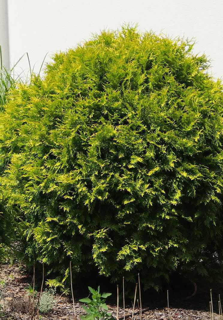 Купить туя западная golden globe деревья и растения