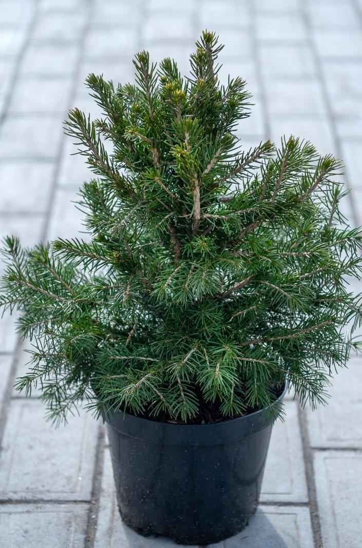 Купить ель обыкновенная tompa деревья и растения