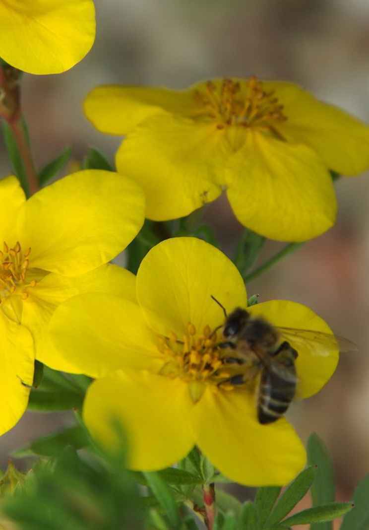 саженцы Лапчатка кустарниковая Goldstar