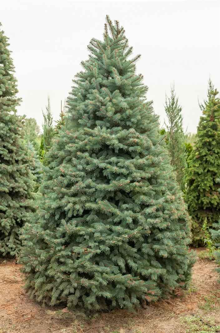 Купить ель колючая glauca деревья и растения