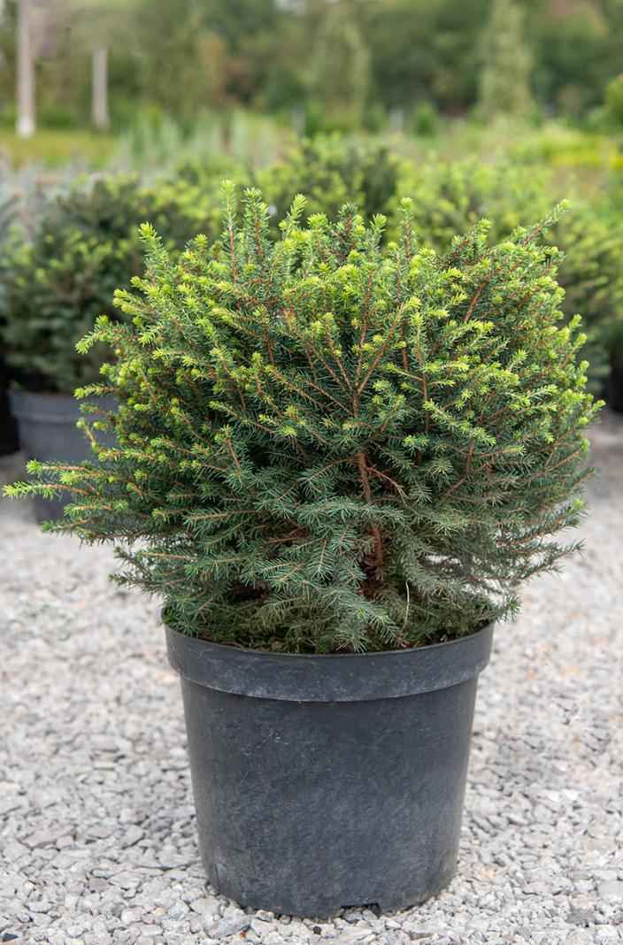 Купить ель сербская karel деревья и растения