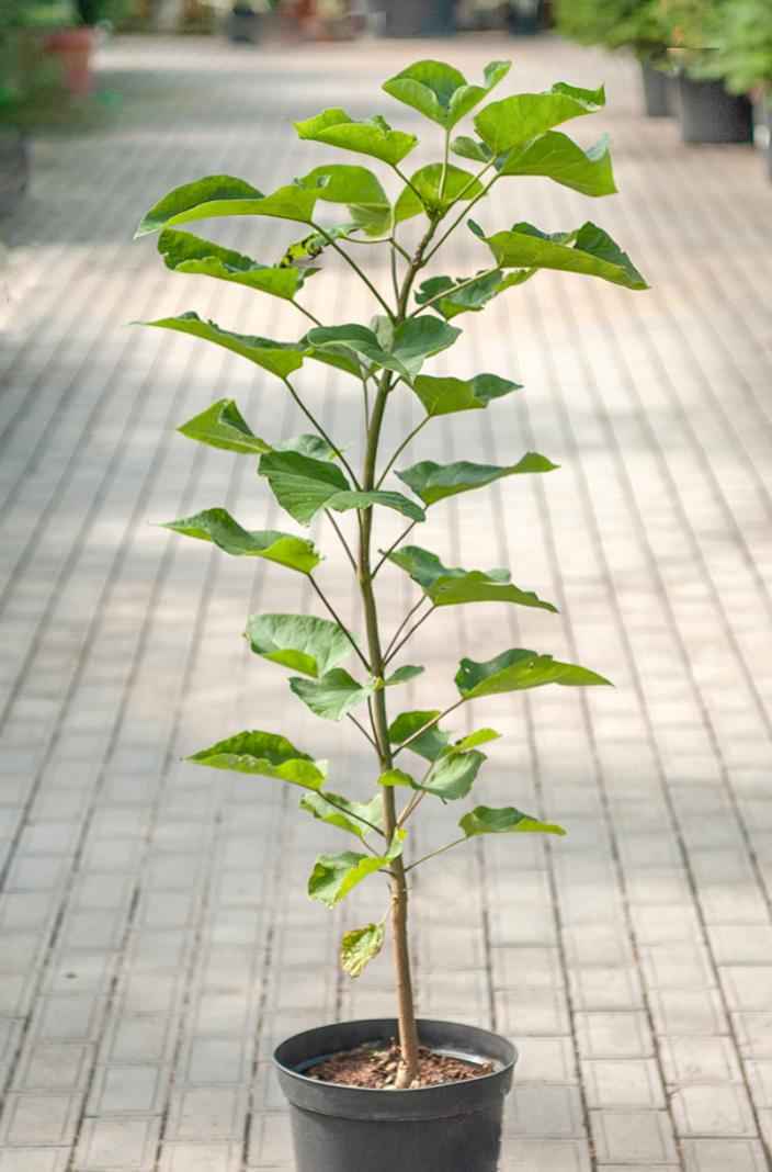 Саженцы катальпа бигнониевидная