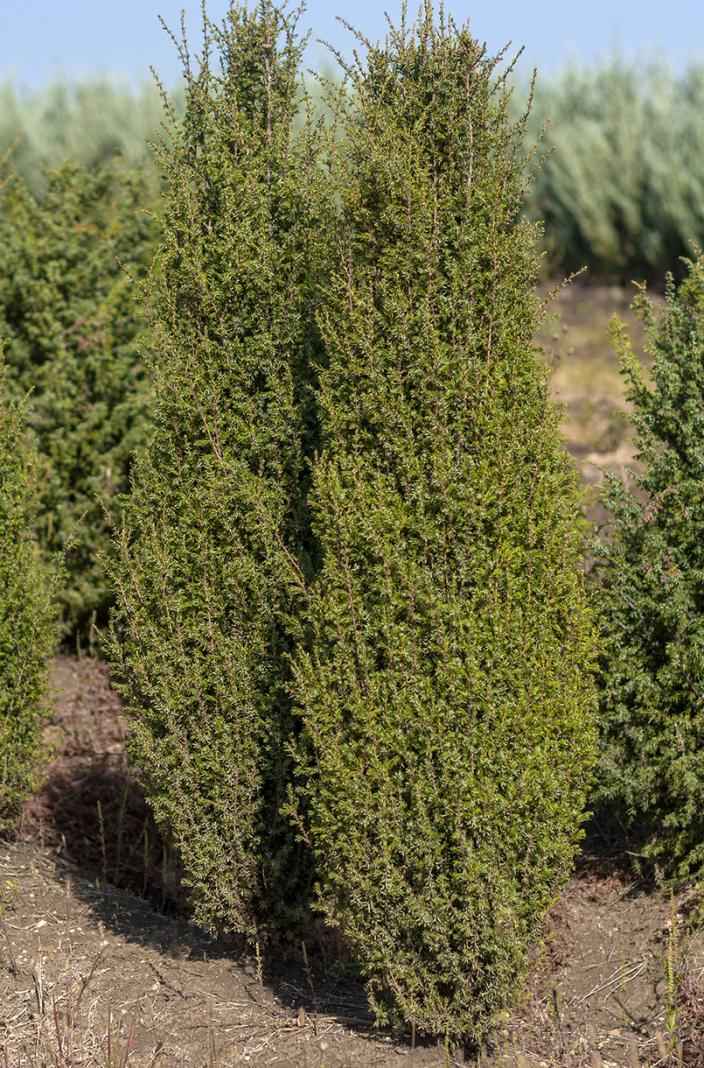 Купить можжевельник обыкновенный arnold деревья и растения