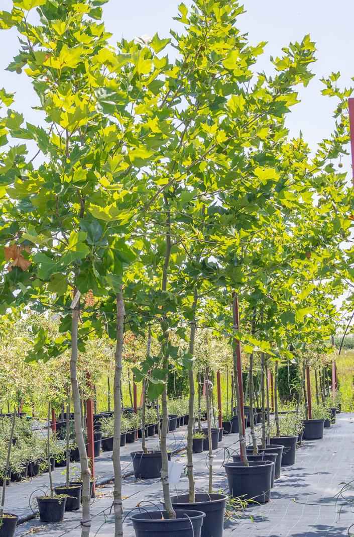 Саженцы платан кленолистный (испанский)