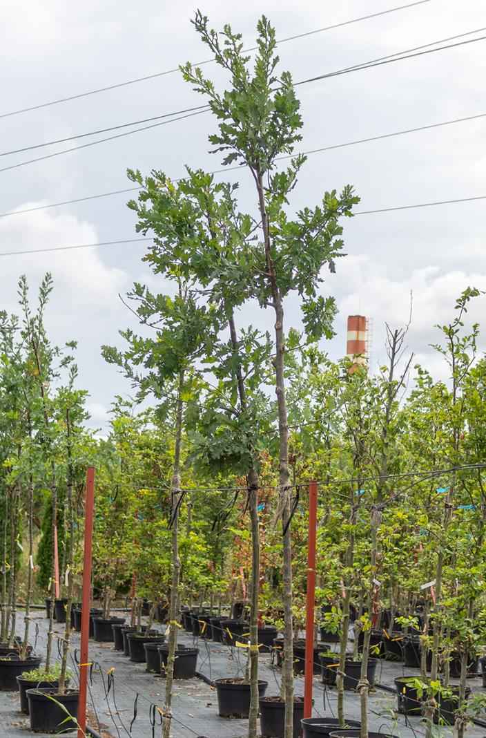 Саженцы дуб красный