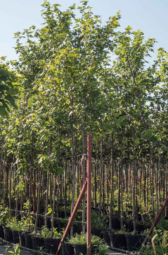 Саженцы клён красный fairview flame