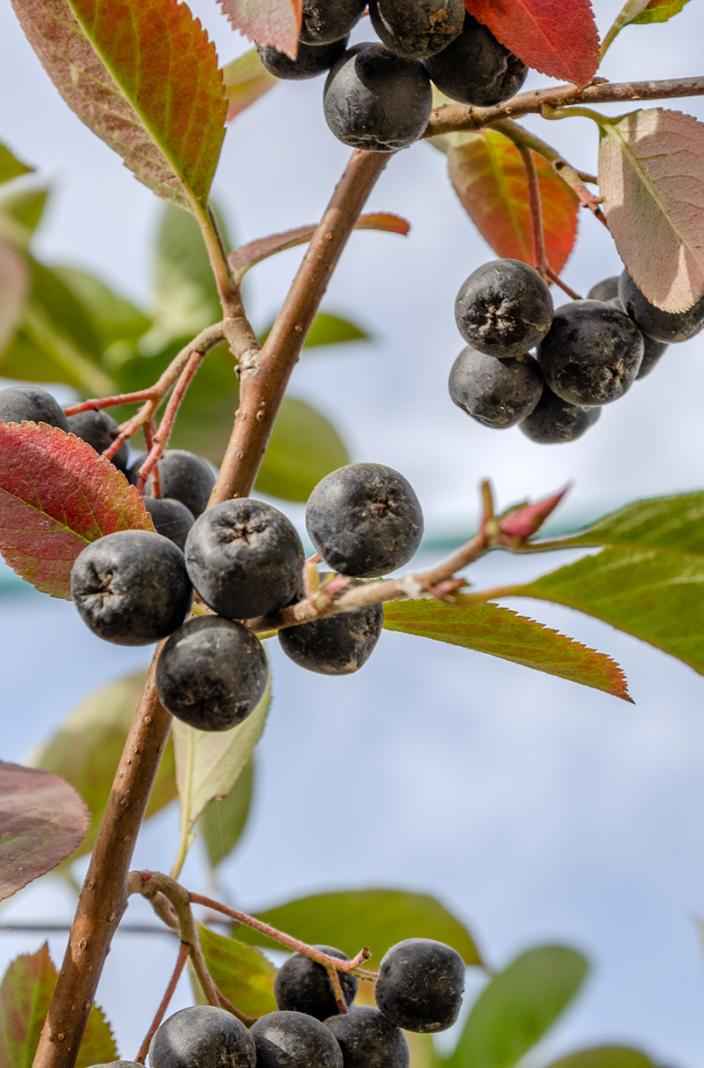 саженцы Арония черноплодная или черноплодная рябина