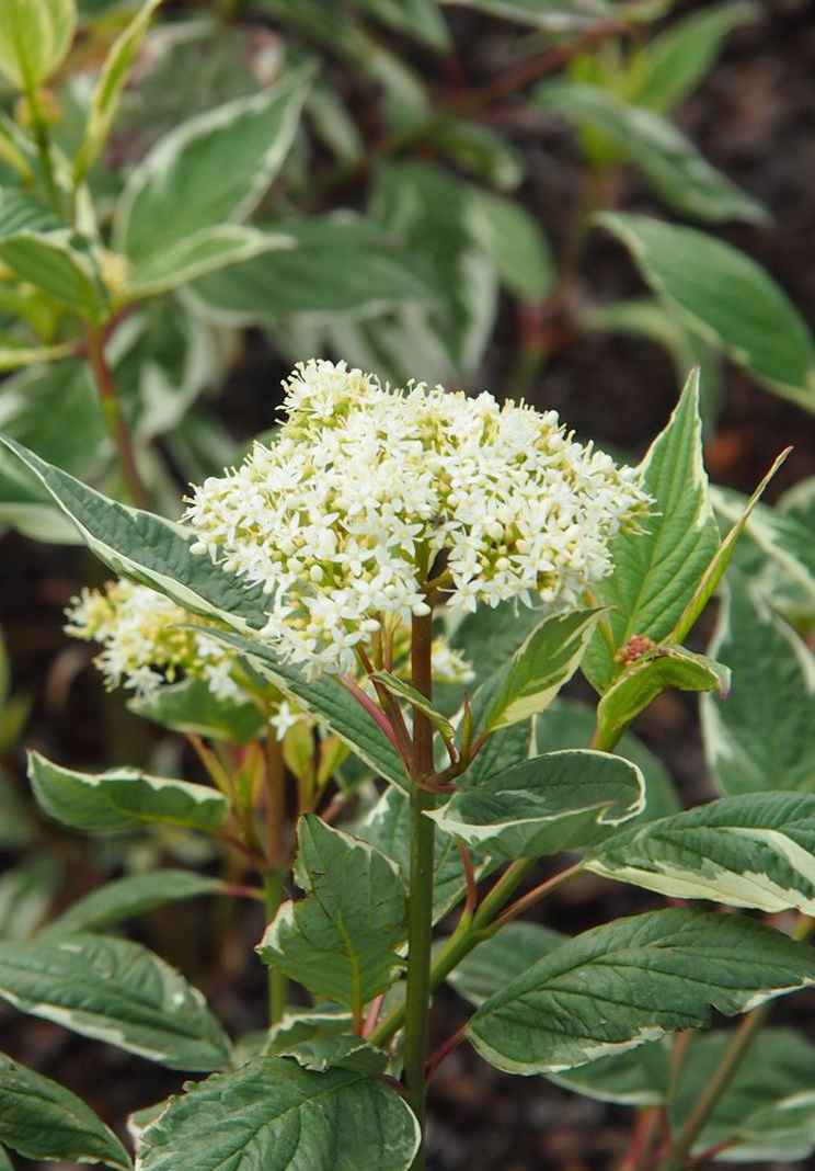 саженцы Дерен белый Sibirica Variegata