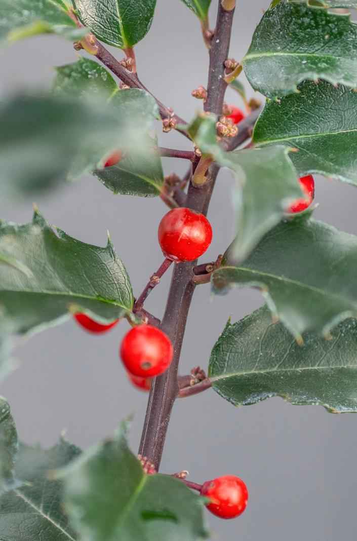 саженцы Падуб Мезерва Blue Princess