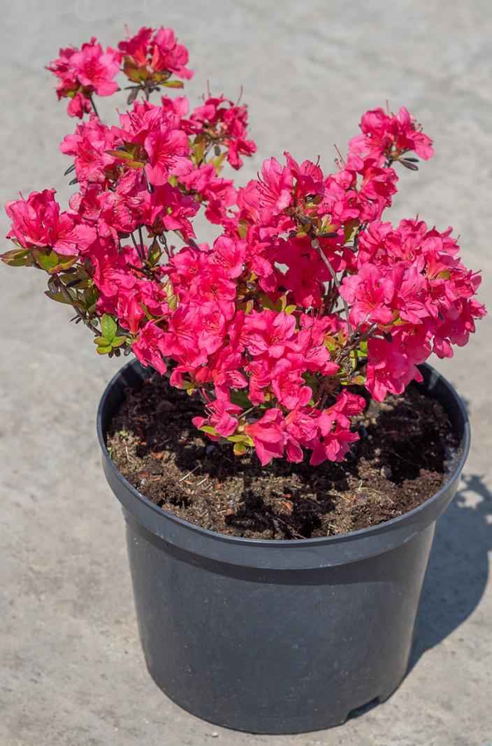 саженцы Азалия японская Rosali