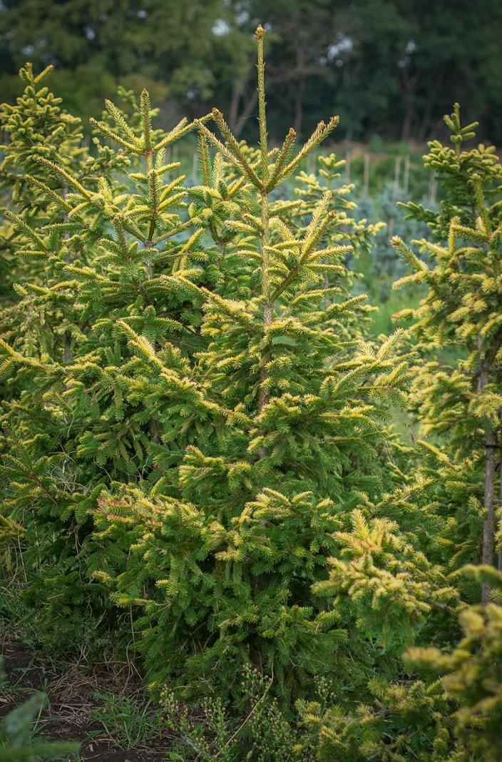 Купить ель восточная aureospicata деревья и растения