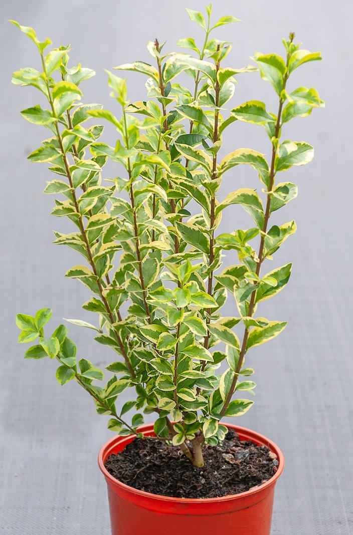 саженцы Бирючина круглолистная Aurea