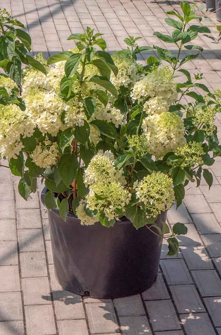 саженцы Гортензия метельчатая Candlelight