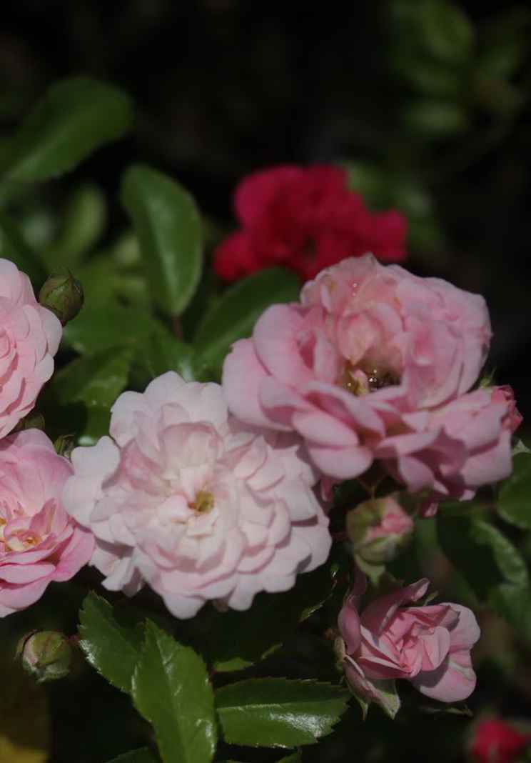 саженцы Роза почвопокровная The Fairy