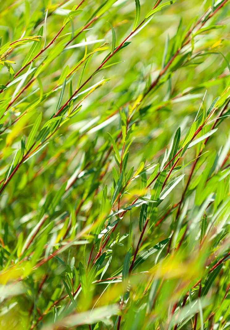 саженцы Ива пурпурная Nana