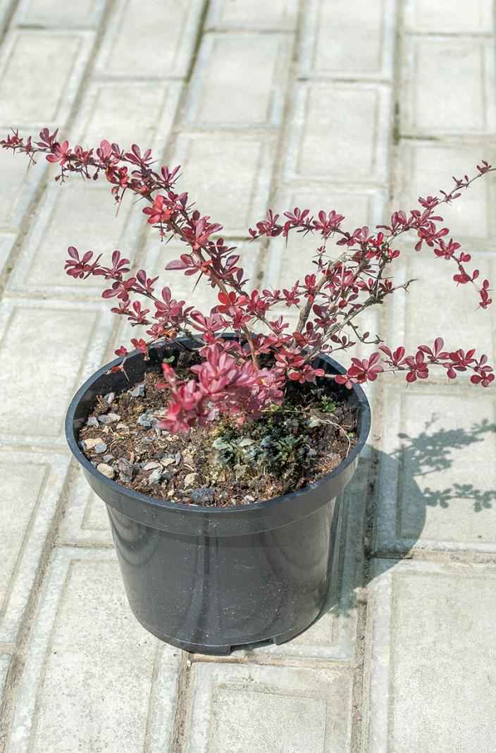 саженцы Барбарис Тунберга Carmen