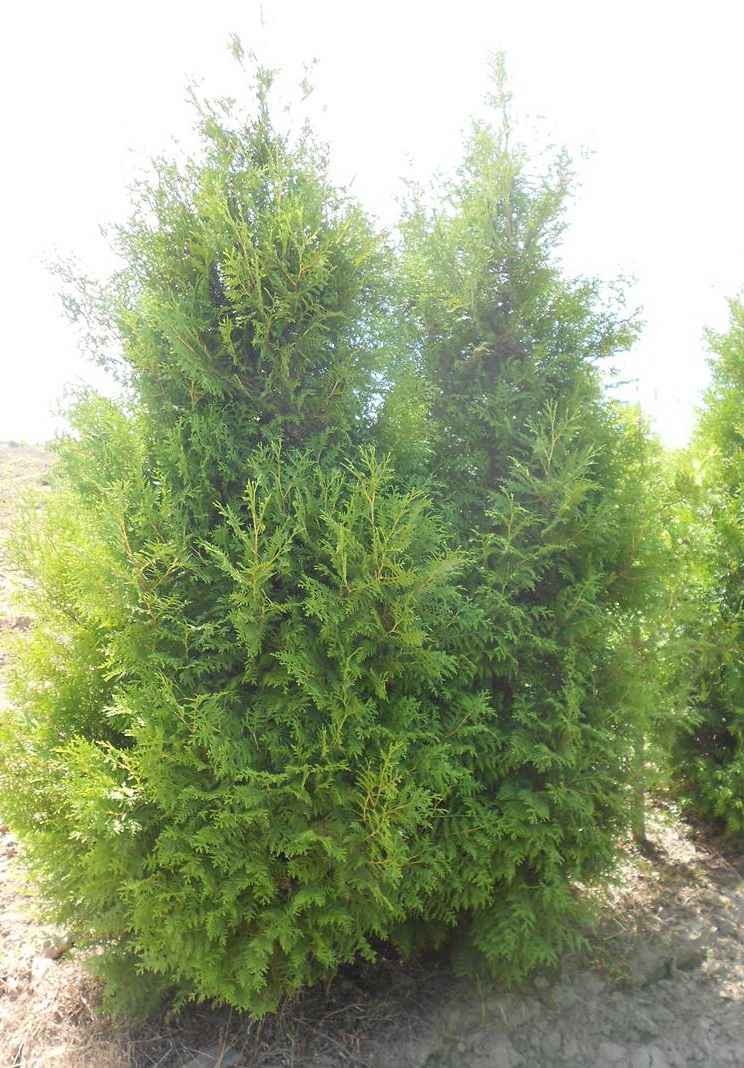 Купить туя западная brabant деревья и растения