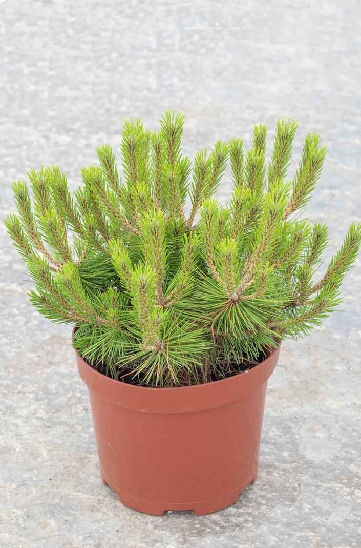 Купить сосна густоцветковая low glow деревья и растения