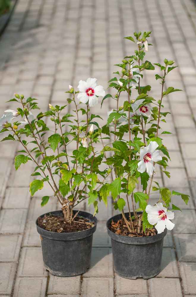 саженцы Гибискус сирийский  Red Heart