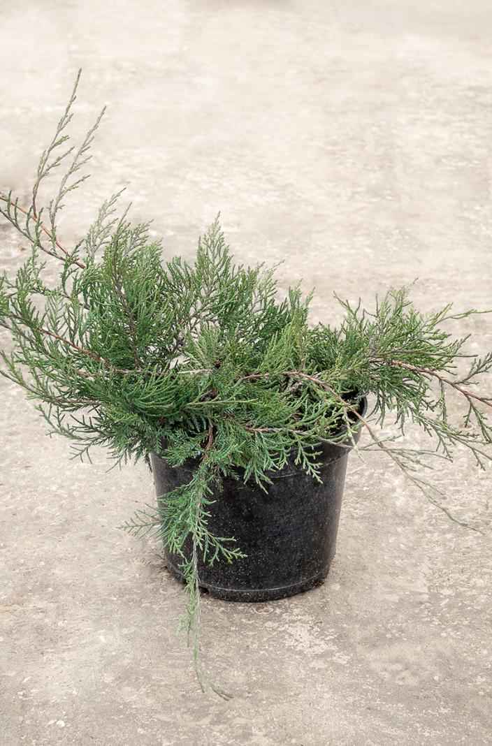 Купить можжевельник  виргинский grey owl деревья и растения