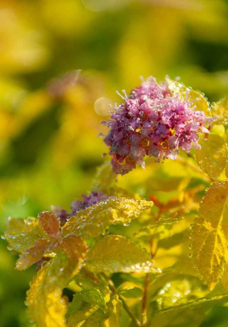 саженцы Спирея японская Goldmound