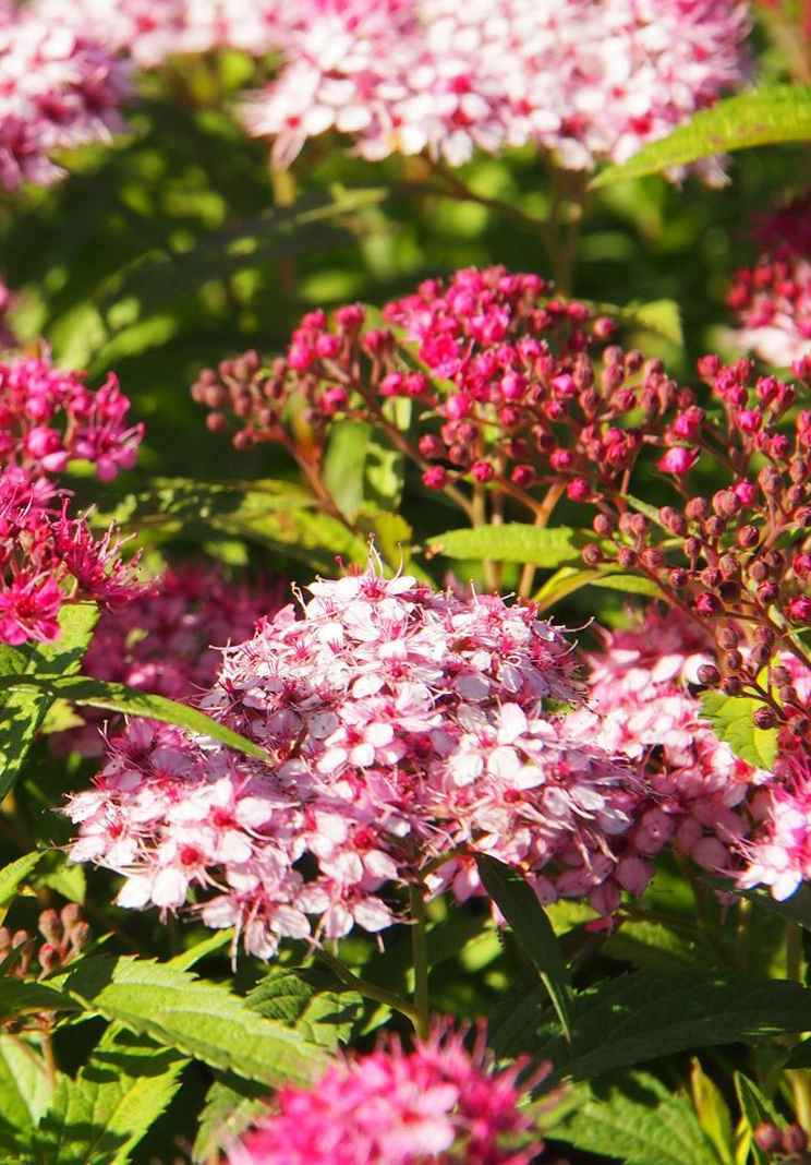 саженцы Спирея японская Anthony Waterer