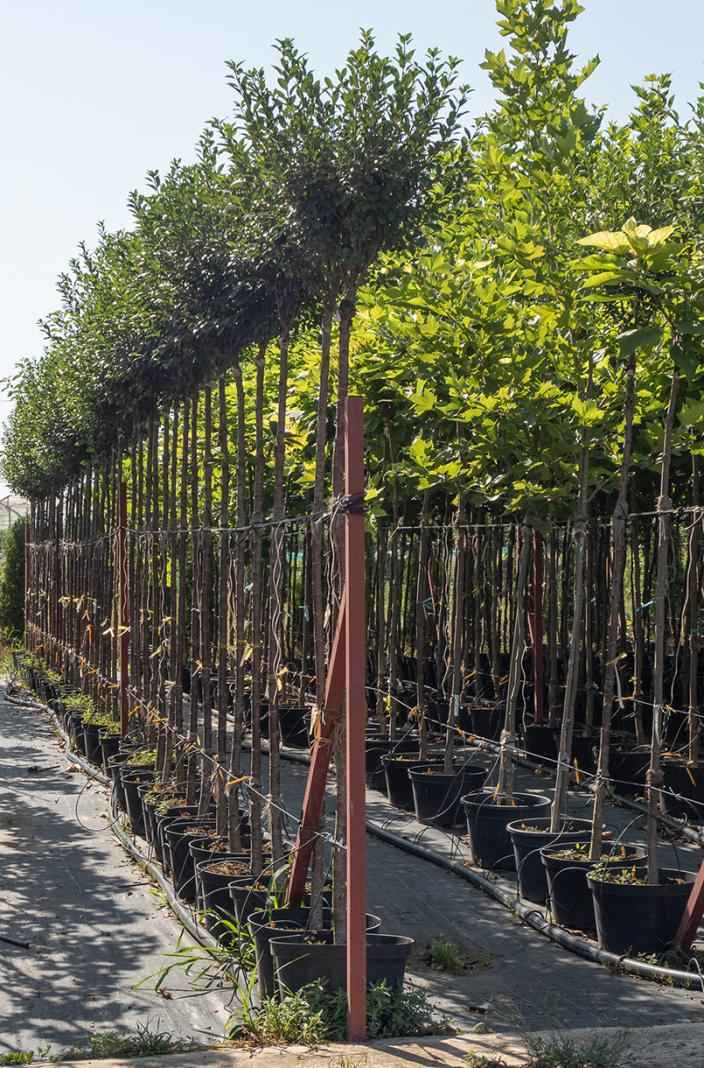 Саженцы вишня кустарниковая globosa (вишня шаровидная umbraculifera)