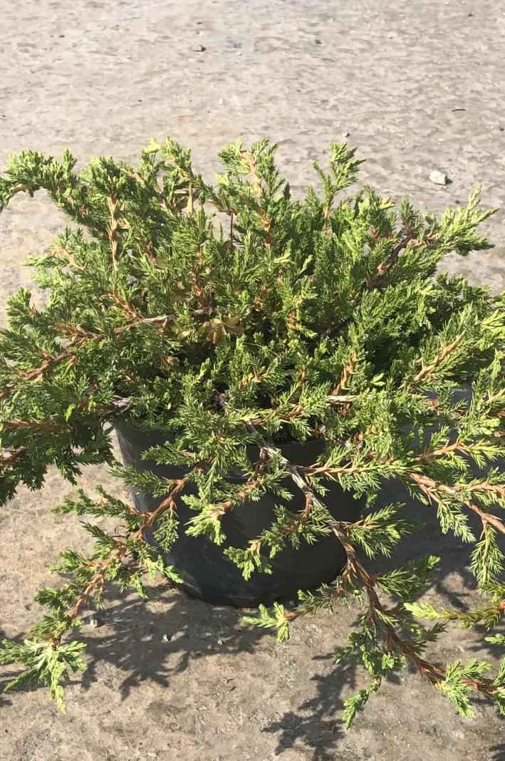 Купить можжевельник горизонтальный prince of wales деревья и растения