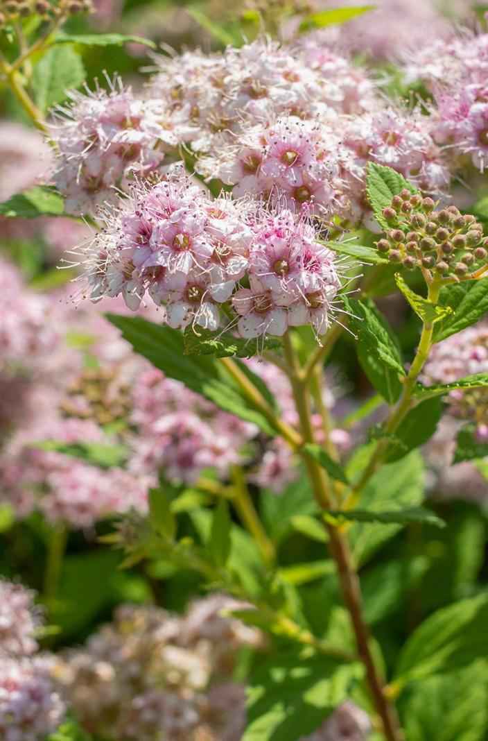 саженцы Спирея японская Little Princess