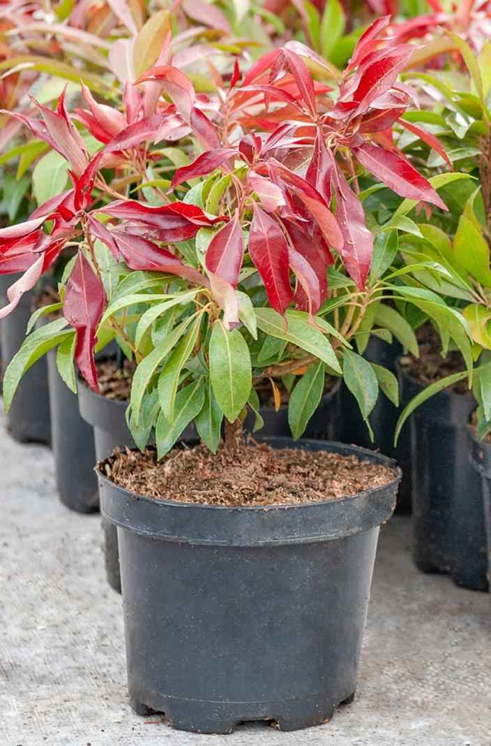 саженцы Пиерис японский