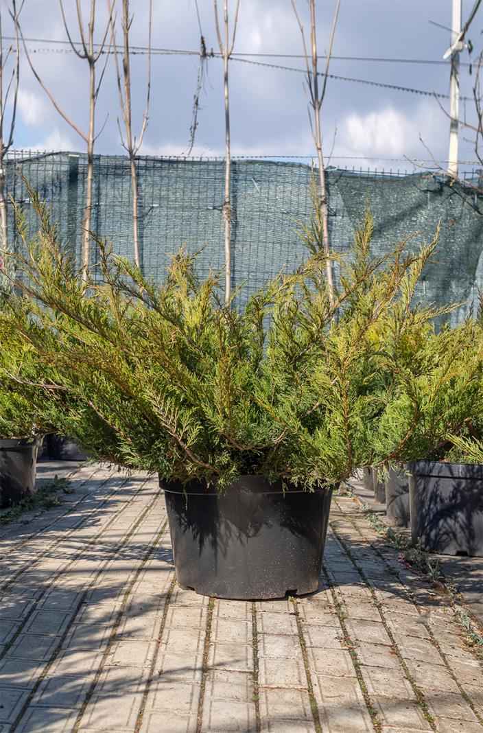 Купить можжевельник казацкий glauca деревья и растения