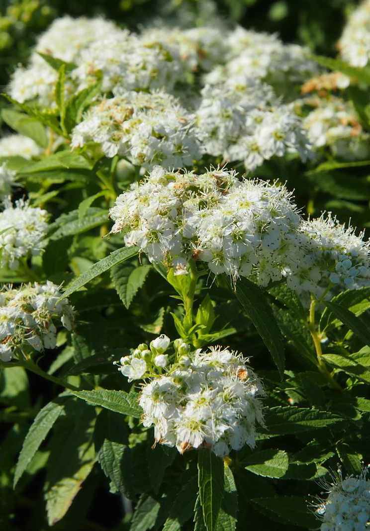 саженцы Спирея японская Albiflora